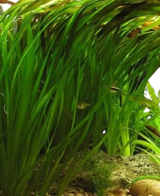 Valisneria Gigante Planta Aquática Low Tech Para Aquário