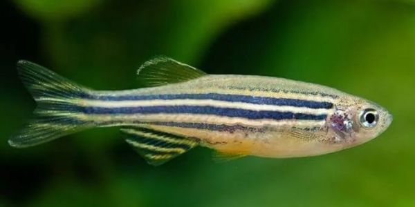 O Poder dos Paulistinhas: Beleza, Resistência e Equilíbrio no Aquário