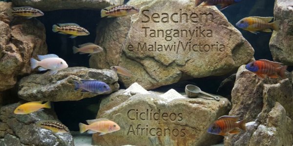 Ajuste de pH Seachem Tanganyika e Malawi-Victoria