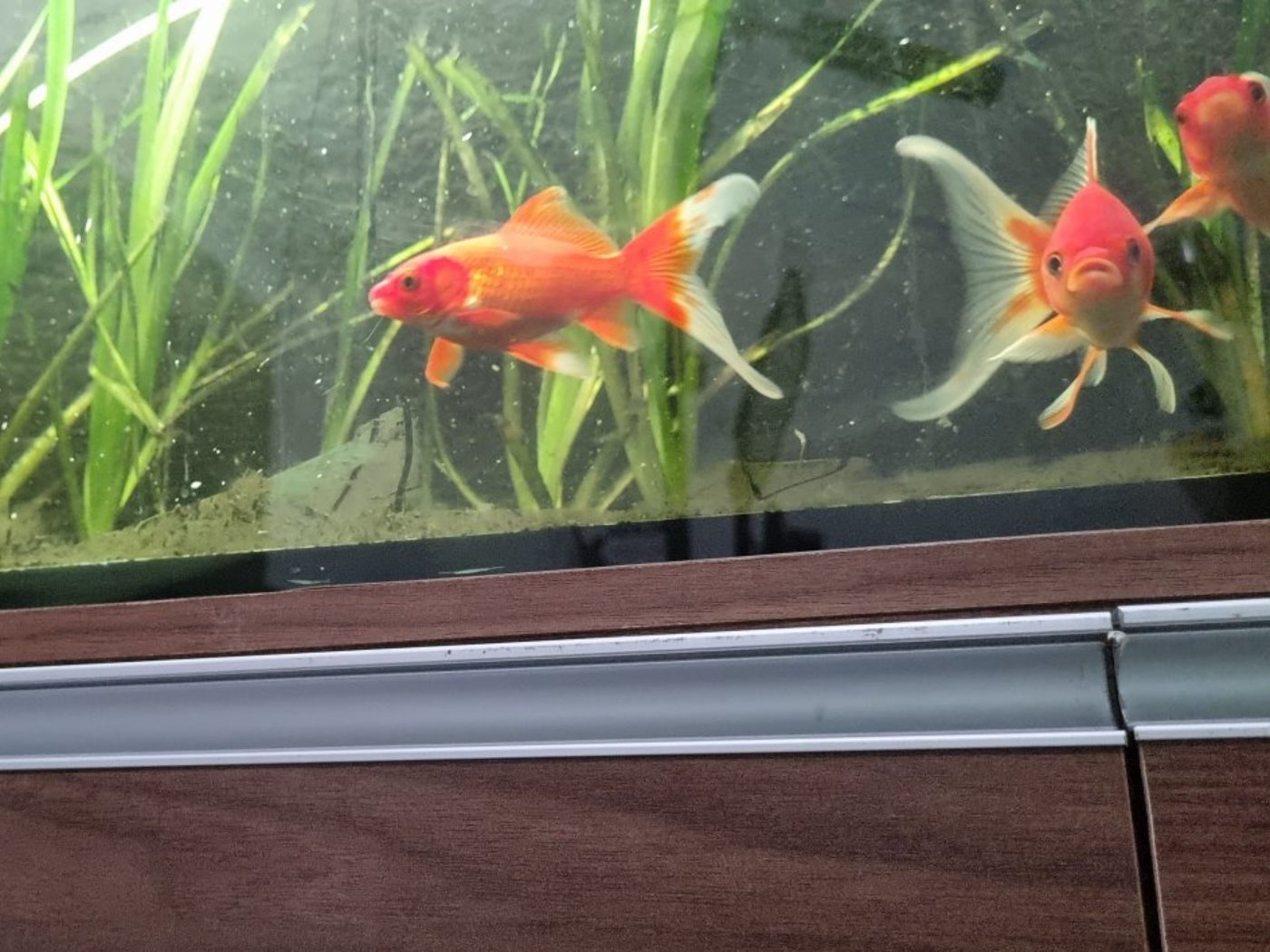 Aquário de Kinguios Cometa